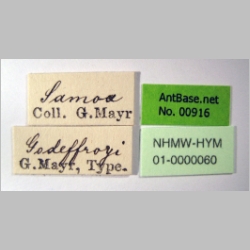 Strumigenys godeffroyi worker Mayr, 1866 label