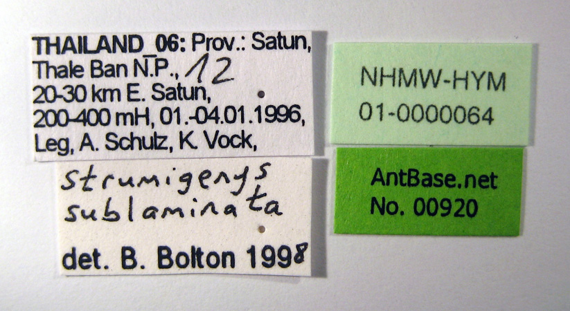 Strumigenys sublaminata label
