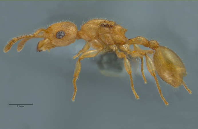 Vombisidris sp gyne lateral