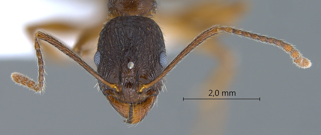 Aphaenogaster kurdica frontal