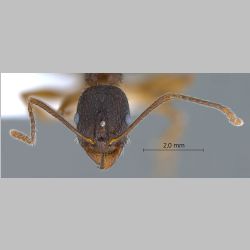 Aphaenogaster kurdica Ruzsky, 1905 frontal