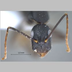 Camponotus aethiops Latreille, 1798 frontal