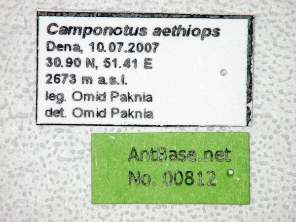Camponotus aethiops label