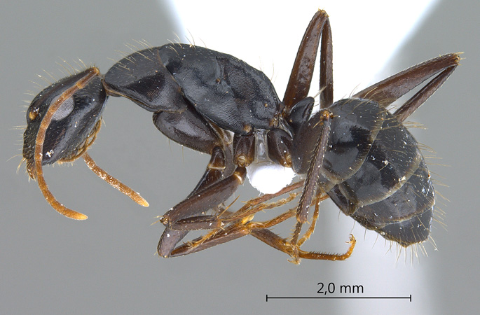 Camponotus aethiops lateral