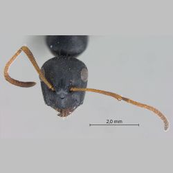 Camponotus gestroi Emery, 1878 frontal