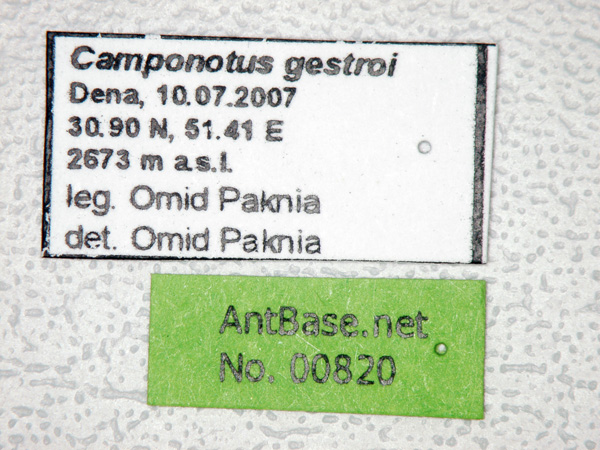 Camponotus gestroi label