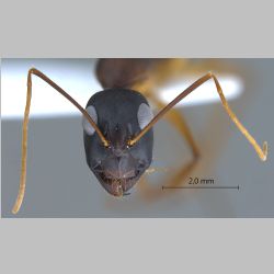 Camponotus oasium Forel, 1890 frontal