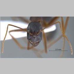 Camponotus xerxes Forel, 1904 frontal
