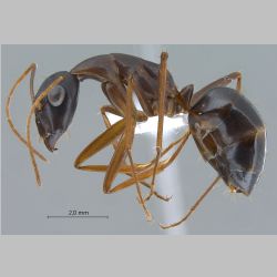 Camponotus xerxes Forel, 1904 lateral