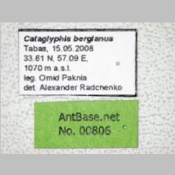 Cataglyphis bergianus Arnol'di, 1964 label