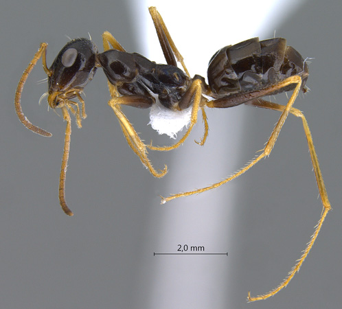 Cataglyphis cinnamomeus lateral