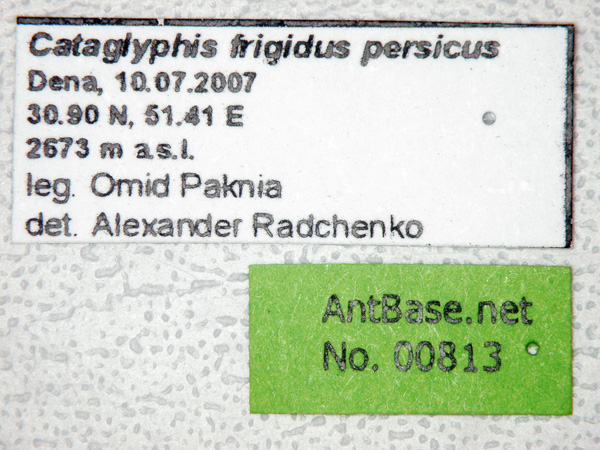 Cataglyphis frigidus persicus label