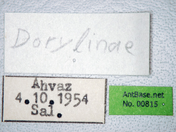 Dorylus sp label