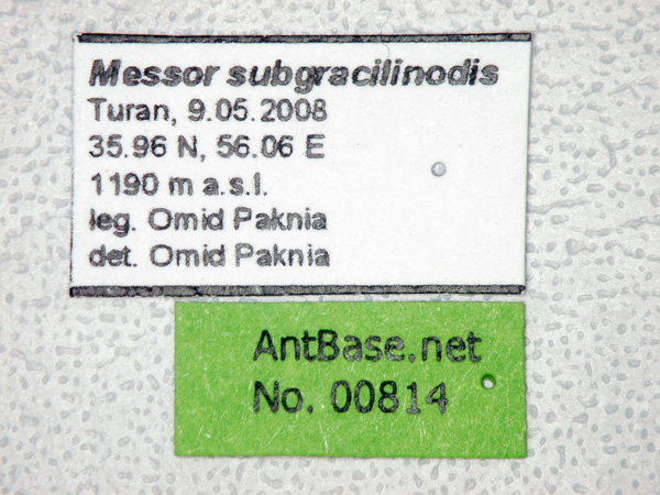 Messor subgracilinodis label