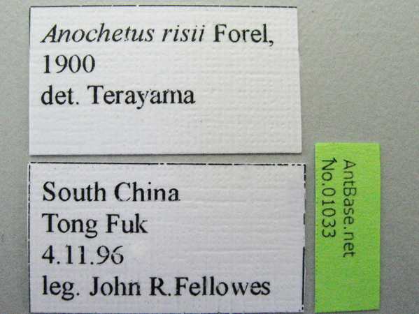 Anochetus risii label