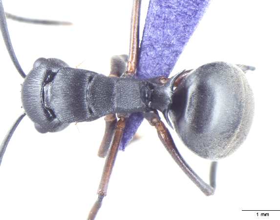 Polyrhachis halidayi dorsal