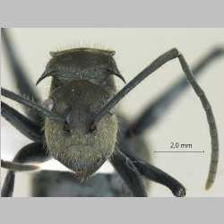 Polyrhachis tyrannica Smith, F., 1858 frontal