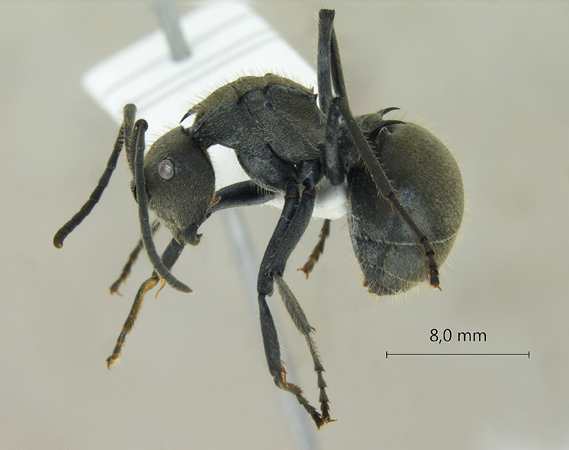 Polyrhachis tyrannica lateral