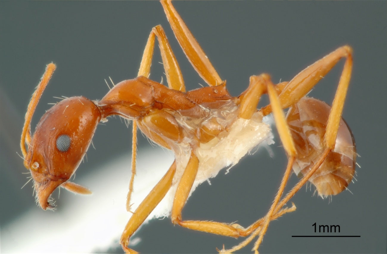 Aphaenogaster iranica lateral