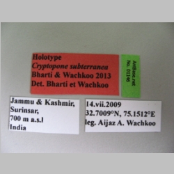 Cryptopone subterranea Bharti & Wachkoo, 2013 label