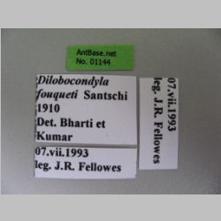 Dilobocondyla fouqueti queen Santschi, 1910 label