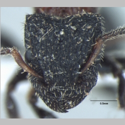 Dilobocondyla gasteroreticulatus queen Bharti & Kumar, 2013 frontal
