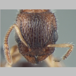 Dilobocondyla propotriangulatus Bharti & Kumar, 2013 frontal