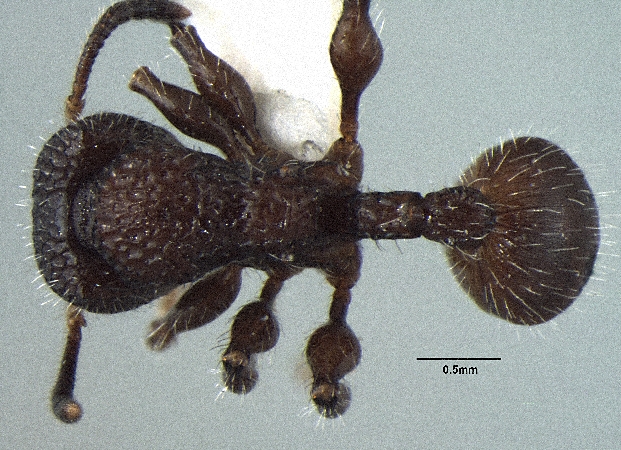 Dilobocondyla yamanei dorsal