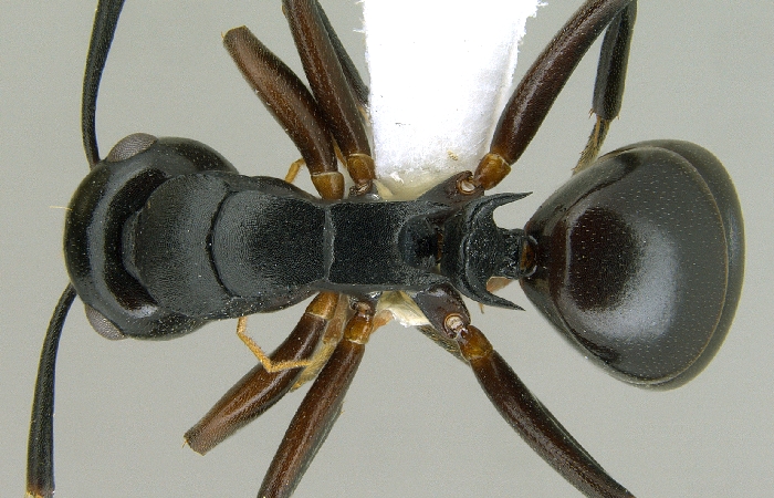 Polyrhachis hashimotoi dorsal