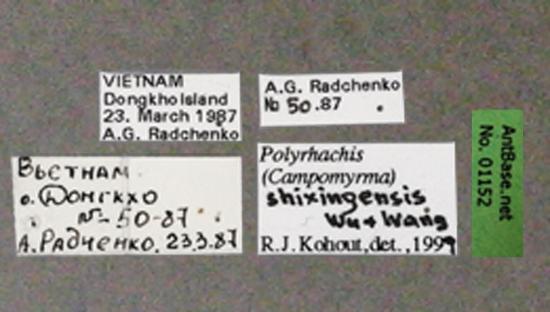 Polyrhachis shixingensis label