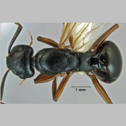 Polyrhachis shixingensis queen Wu & Wang, 1995 dorsal