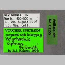 Polyrhachis xiphias queen Fr. Smith, 1863 label
