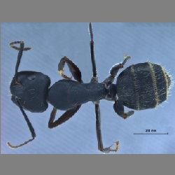 Camponotus sachalinensis  Forel, 1904 l
dorsal