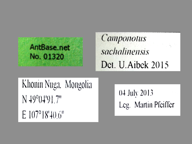 Camponotus sachalinensis label