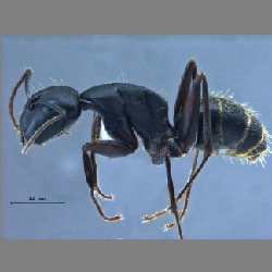 Camponotus sachalinensis  Forel, 1904 l
lateral