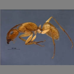 Camponotus turkestanus Author, Jahr lateral