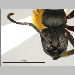 Polyrhachis inconspicua   Emery, 1887 lateral
frontal