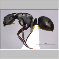 Polyrhachis inconspicua   Emery, 1887
lateral