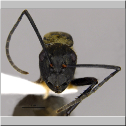 Polyrhachis nourlangie  Kohout, 2013 lateral
frontal
