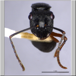 Polyrhachis pseudothrinax  Hung, 1967 lateral
frontal