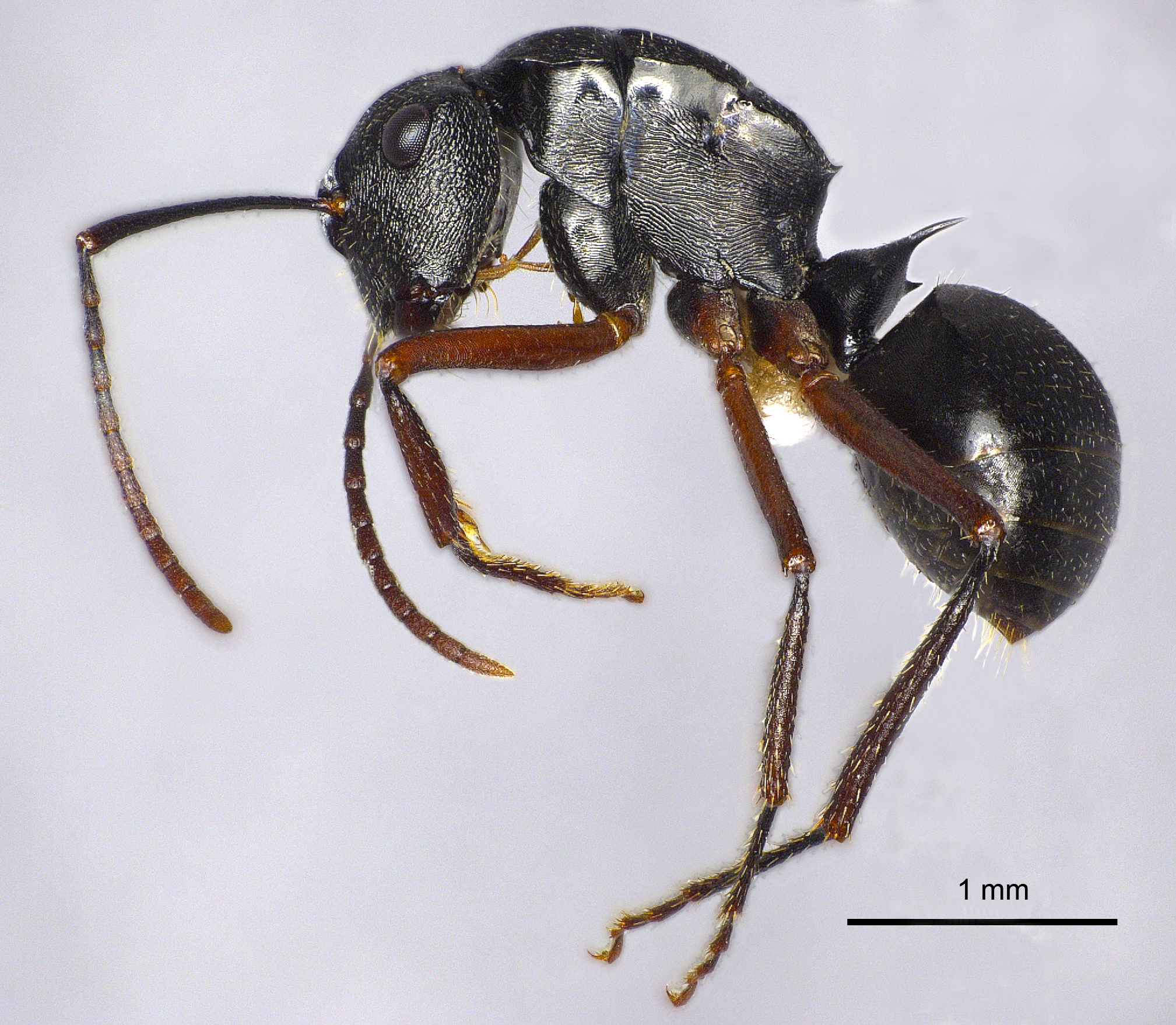 Polyrhachis pseudothrinax lateral