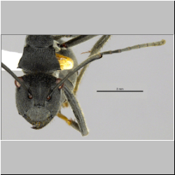 Polyrhachis sokolova Forel, 1902 lateral
frontal