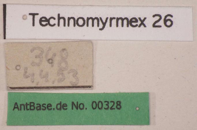 Technomyrmex 26 label