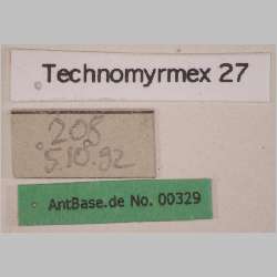 Technomyrmex 27 label