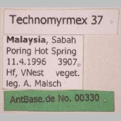 Technomyrmex 37 label