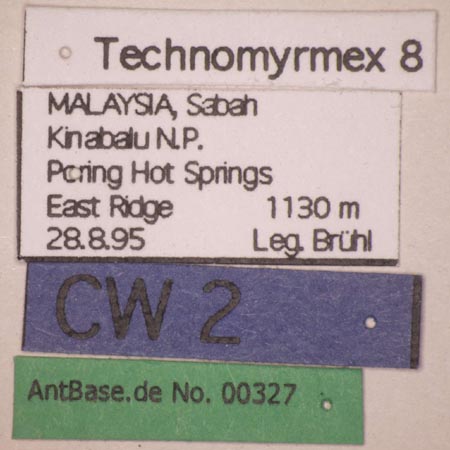 Technomyrmex 8 label