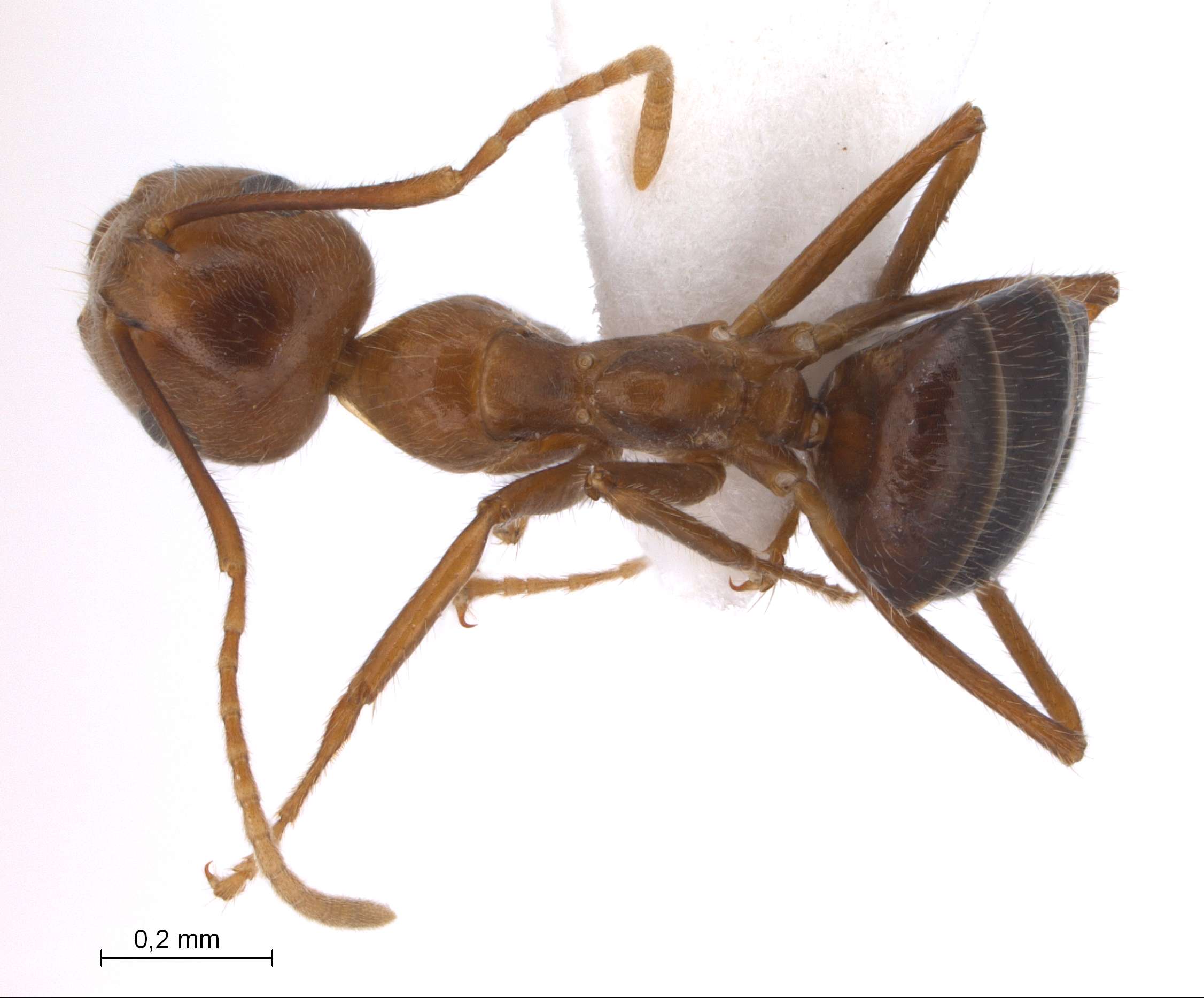 Camponotus dolichoderoides dorsal