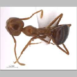 Camponotus dolichoderoides Forel, 1911 dorsal