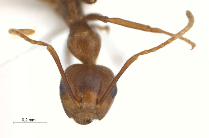 Camponotus dolichoderoides frontal