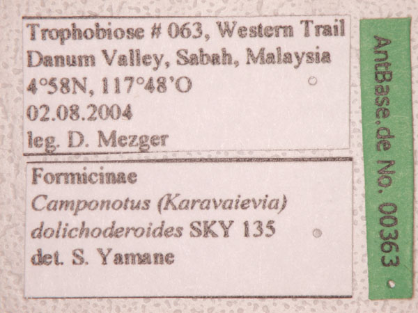 Camponotus dolichoderoides label